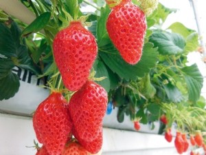 Gain de productivité pour les nouveaux cultivars de fraise évalués