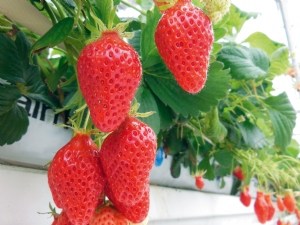 Gain de productivité pour les nouveaux cultivars de fraise évalués