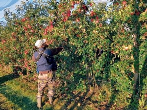 Analyse de chantiers de récolte de pommes pour prioriser les actions de robotisation