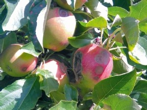 Comment se protéger de  Colletotrichum  sp. ? Enseignements des essais dans l'Hérault