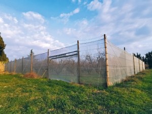 Point d'étape sur les filets périphériques en vergers de cerisiers   : quel retour sur investissement dans la lutte contre  Drosophila suzukii  ?