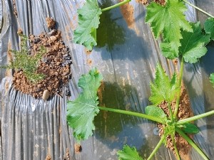 Lutter contre les pucerons de courgettes avec des plantes répulsives