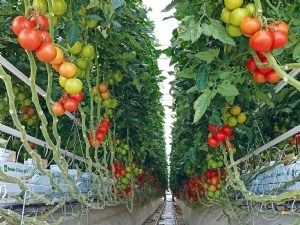 Variétés de tomate et résilience face à la diminution du taux de CO 2