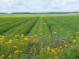 Combiner les leviers techniques pour moins recourir aux produits phytosanitaires