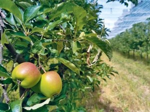 Réduction des produits phytosanitaires en arboriculture