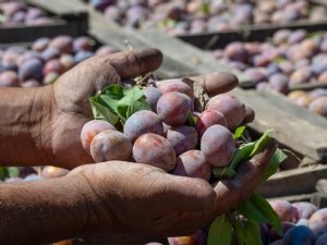 Malgré le gel de printemps, les exploitations fruitières enregistrent des résultats positifs