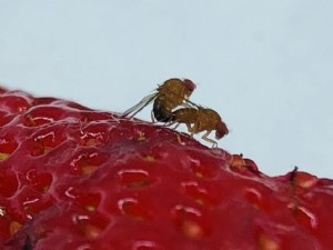 Premier succès pour le projet SuzuKIISS:ME pour lutter contre  Drosophila suzukii