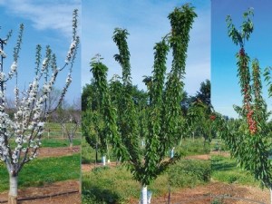 Saisonnalité du diagnostic des virus et viroïdes des arbres fruitiers