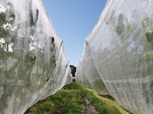 Tester la durabilité et l'efficacité des filets monorang insect-proof sur cerise