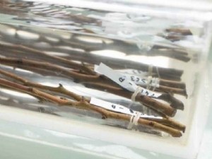 Traitement à l'eau chaude de matériel fruitier infecté par des virus, bactéries ou phytoplasmes 