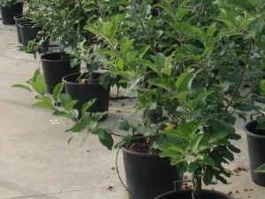 Ingénieur et technicien de certification  - La garantie de la qualité des plants