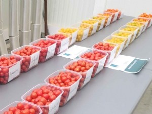 Tomates cerises rondes rouges, oranges et jaunes : le goût au coeur de l'offre variétale 