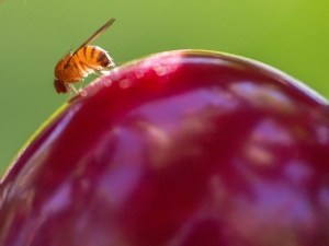 Suivi des populations de  Drosophila suzukii  pour comprendre l'insecte et faciliter la lutte 