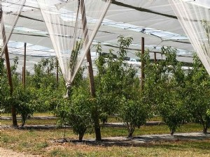 Réduire l'impact environnemental : un défi ambitieux en pêche-nectarine 