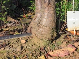 Comportement agronomique de quatre porte-greffe nanisants et semi-nanisants 