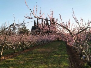 Un projet de sélection de variétés fruitières adaptées à l'agriculture biologique 