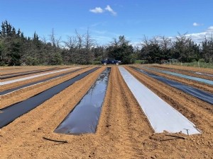Impacts des paillages en plastique biodégradable sur la culture 