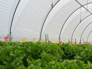 Projet ACTIFOL : connaissances acquises entre 2020 et 2023 