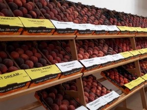 Pêche-nectarine : une offre variétale foisonnante 