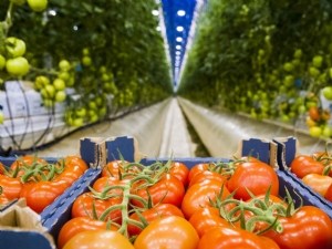 Des micro-organismes pour améliorer la résilience en culture de tomate hors-sol 