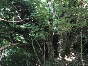 VII e  symposium international de la Châtaigne 