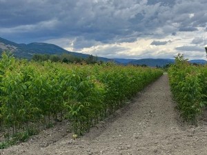 Les travaux du CTIFL sur la base de données  Semences et plants biologiques 