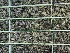CarpoTIS-Noix, technique de l'insecte stérile contre le carpocapse du verger de noyers 