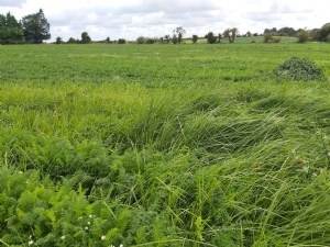 Le souchet comestible, une gestion difficile en cultures légumières 
