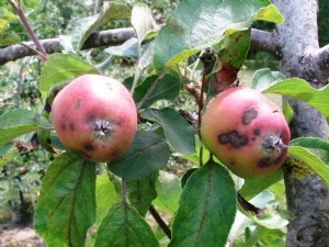 Maîtrise de la tavelure du pommier sans fongicides potentiellement en difficulté 
