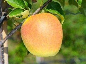 Pommier Da Rosa ®  Golden Parsi cov 