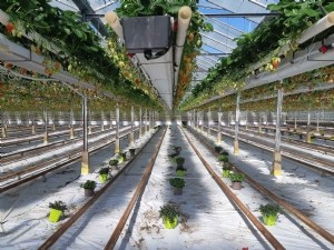 Repousser les pucerons en cultures de fraise et de courgette avec des plantes compagnes 
