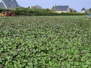 Patate douce : de la production en Bretagne à la conservation 