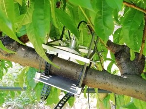 Des dendromètres pour des stratégies d'irrigation optimisées et économes 