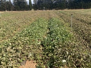 Efficacité du biocontrôle et impact du climat sur le développement du mildiou en melon 