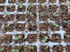Les artichauts de semis : une petite révolution en germination 