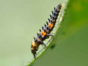 Des solutions agroécologiques prometteuses en maraîchage sous abri froid 