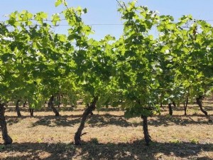Stratégies innovantes de protection du raisin avec des produits de biocontrôle 