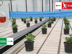 Des odeurs pour décourager l'installation des thrips dans les cultures sous serre 