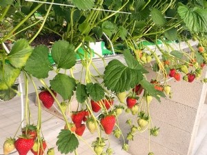 Utilisation de la technique de l'insecte stérile pour contrôler  Drosophila suzukii  en cultures sous abri 