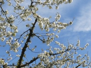 Les biostimulants aident-ils la production arboricole ? 