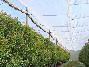 Évaluation multicritère de vergers d'abricotiers très économes en intrants phytosanitaires 