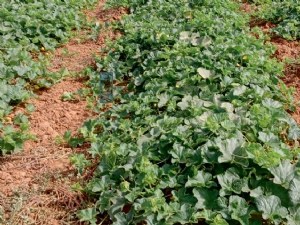 Variétés de melon et outils de suivi de l'irrigation face au stress hydrique 