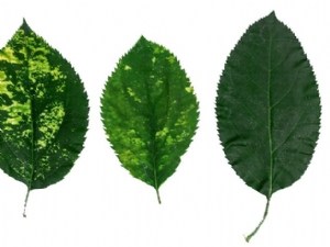 Gestion des maladies de type viral en arboriculture : perspectives d'évolution 