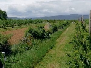 Les effets de brise-vent et d'ombrage modifient le microclimat et les performances agronomiques 