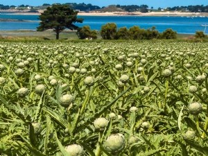 Une filière de l'artichaut en mutation, entre défis et opportunités 