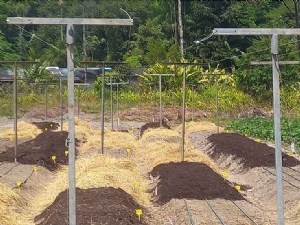 Des alternatives aux herbicides pour le maraîchage guyanais 