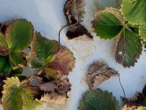 État des lieux des dépérissements de fraisiers observés en 2025 