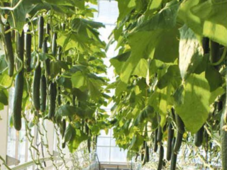 Concombre sous serre chauffée