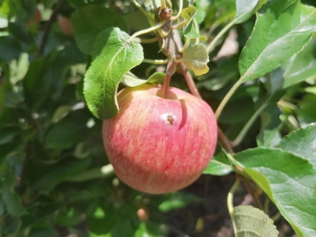 Alternative au virus de la granulose pour lutter contre le carpocapse des pommes en AB