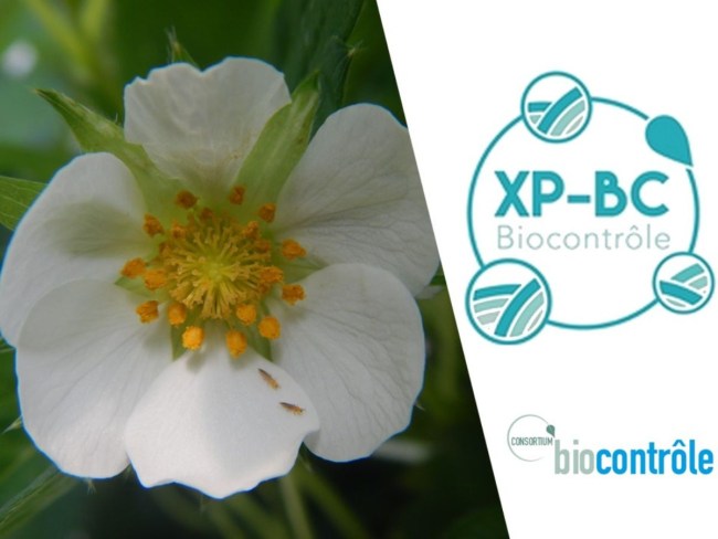 Expérimentation multi-filières de solutions de biocontrôle contre les ravageurs des cultures - XP-BC